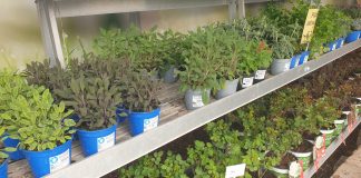 Piante aromatiche: le caratteristiche e come curarle al meglio su Zampa e Pollicino