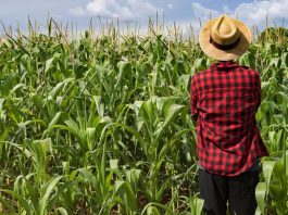 Ricambio generazionale in agricoltura: 4mln ai giovani imprenditori, 880mila euro al Mantovano
