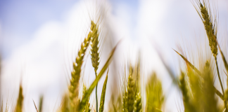 Agricoltura, Ismea: “Sistema agriturismo regge e sperimenta nuove soluzioni per futuro”