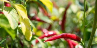 Food: è boom per peperoncino di Calabria, crescita della produzione e corsa all’Igp