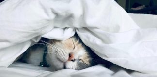 World sleep day, in un anno +26% ricerche online di prodotti per dormire