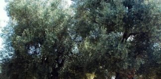 Scienziati, ecco com’è arrivata la Xylella ‘killer’ in Puglia
