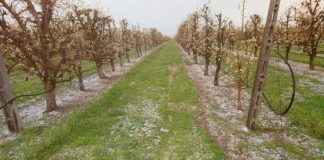 Violenta grandinata in molte zone del mantovano: si teme per le piante da frutto che sono in piena fioritura