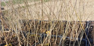 Sulle rive del Po nasce il bosco di Festivaletteratura: saranno piantumati 1300 arbusti