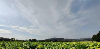 Tabacco, Fioroni (Umbria): “Da accordo Mipaaf-Philip Morris importanti risvolti anche per regione”