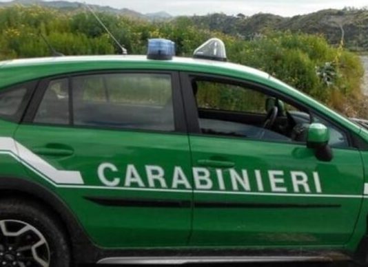 Serravalle, ritrovate 20 esche avvelenate: intervengono i carabinieri forestali