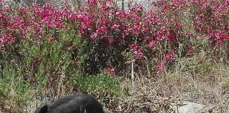 Peste suina africana, salgono a 101 i casi tra Piemonte e Liguria