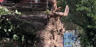 A Belfiore 22 alberi malati a rischio caduta verranno sostituiti con 30 nuovi alberi giovani