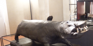 Il Ducale rievoca “la camera delle meraviglie” dei Gonzaga. In mostra anche l’ippopotamo su cui troneggiava la mummia di Passerino