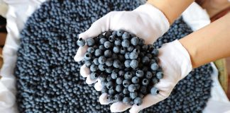 Estratto di mirtilli accelera guarigione ferite: lo studio