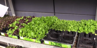 Orto domestico in giardino o sul balcone? Su “Zampa e pollicino” trucchi e consigli