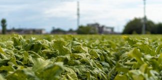 Tabacco, Laureti: “Accordo Mipaaf-Philip Morris Italia passo per filiera più sostenibile”