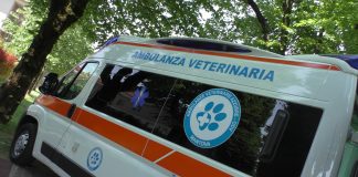 Fine settimana con gli “AVA days” di Ambulanze Veterinarie Azzurre