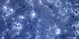 Covid, studio: proteina ‘chiave’ infezione trovata in spermatozoi