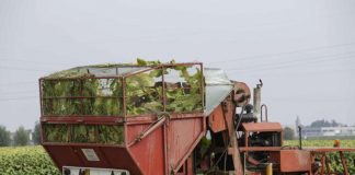 Tabacco, Morroni (Umbria): “Intesa Mipaaf-Philip Morris migliore risposta aspettative produttori”