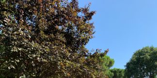 Le scuole di Suzzara nella tesi di laurea dell’educatrice Alessia Pellizzaro: servizi promossi a pieni voti