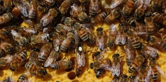 Nuova strage di milioni di api nel periodo della semina: è giallo sulle cause