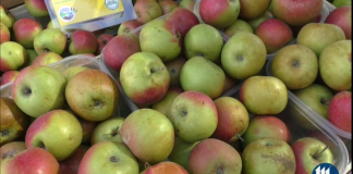 Biodiversità e api, Marco Boschetti: ” due realtà strettamente connesse tra loro da conoscere e tutelare”