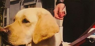 Come si addestra un cane guida, domenica in città il Lions Club ne dà una dimostrazione
