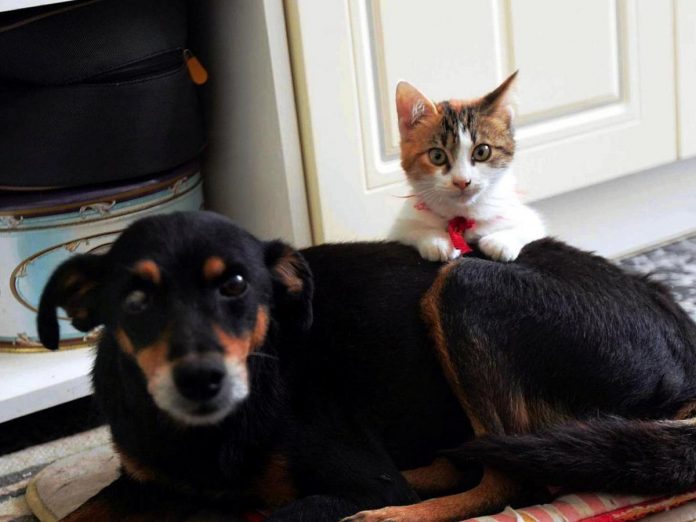 In città 8 mila tra cani e gatti, in provincia 92 mila: Baschieri chiede il Garante degli animali