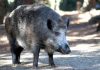 Animalisti e sinistra “Non uccidete il cinghiale di Cadè”