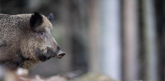 Peste suina, Carra e Piloni (Pd): “urge attivare una rete di sorveglianza epidemiologica”