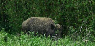 Peste suina, dal Lazio ordinanza che dispone ‘zona infetta’