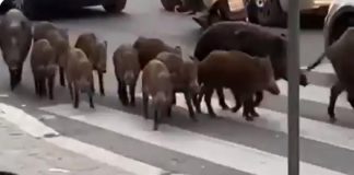 Roma, invasione di cinghiali: cittadini ‘assediati’. Il video