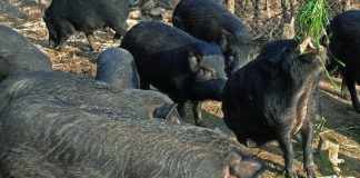 Due ragazzi accerchiati dai cinghiali a Genova. Salvati dai pompieri