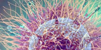 Vaiolo delle scimmie e contagi, cosa dicono Pregliasco, Bassetti, Crisanti