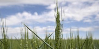 Ucraina, i costi enormi della guerra del grano