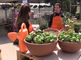 Come fare un orto in balcone? Per i meno esperti ecco il tutorial