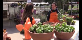 Come fare un orto in balcone? Per i meno esperti ecco il tutorial