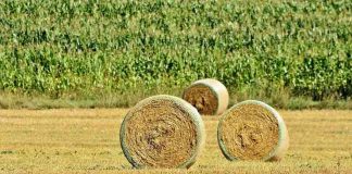 Motteggiana, schiacciato da una rotoballa: 39enne all’ospedale col femore rotto