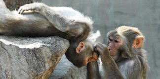 Vaiolo delle scimmie, Europa e Stati Uniti in allerta: cosa sappiamo