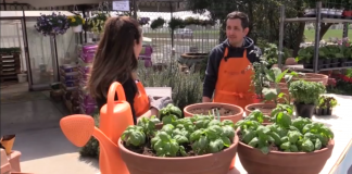 Come fare un orto in balcone? Per i meno esperti su Zampa e Pollicino c’è il tutorial