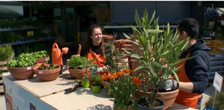 Come rinvasare le piante. Ve lo spieghiamo nel tutorial