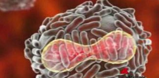 Vaiolo delle scimmie e quarantena: cosa dicono Bassetti, Gismondo, Pregliasco