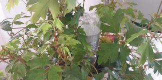 Siccità, i consigli di Coldiretti per il risparmio idrico nella cura del verde “fai da te”