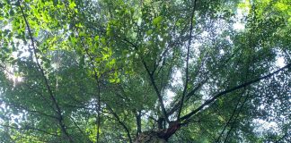 Laboratorio di riciclo creativo del legno e dei materiali naturali a Parco Bertone