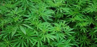 Cannabis, alla Camera avanti su legalizzazione uso domestico