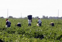 Lavoro nero e caporalato una piaga, ma la Lombardia ha gli indicatori più virtuosi