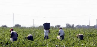 Contrasto al caporalato: incontro pubblico domani sera alla Festa dell’Unità di Torriana