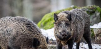 La Psa avanza, Cortesi (Confagricoltura): “Senza contromisure sarà un disastro”