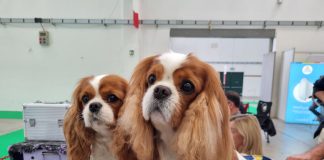 Alla Millenaria weekend col festival dei truck Motori e Sapori e l’esposizione canina Enci