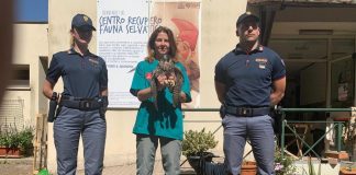 ‘Pellegrino’ speciale all’udienza del Papa, spunta un falco