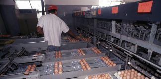 Dorfmann: “Lotta a speculazioni su carni bianche e uova, risorse a sostegno filiera”