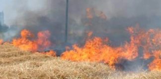 Sterpaglie in fumo a Ostiglia, fiamme anche in un campo di grano