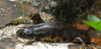 Rettili e anfibi possono vivere anche 100 anni, ecco perché