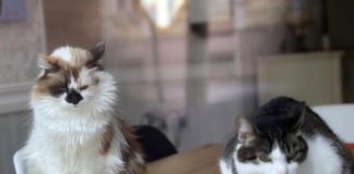 Animali, test Altroconsumo valuta caratteristiche e convenienza alimenti per gatti